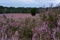 Flowering heathland near Amelinghausen in the Lueneburg Heath