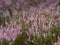 Flowering heathland near Amelinghausen in the Lueneburg Heath