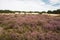 Flowering heathlands