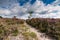 Flowering heathlands in the Netherlands