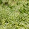 Flowering Hedge bedstraw