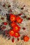 Flowering Hedgehog Cactus