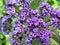 Flowering heliotrope (Heliotrpium)