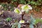 A flowering hellebore Helleborus niger