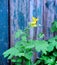 flowering herb celandine, on the background of old shabby wooden boards