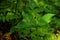 Flowering Herb-paris, Paris quadrifolia during a lush springtime