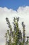 Flowering herb of rosemary against sky