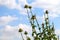 Flowering herb of Syrian Thistle Cirsium syriacum, Notobasis syriaca against blue sky