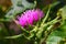 Flowering herb of Syrian Thistle. Macro shoot in nature