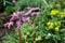 Flowering herbaceous medicinal plants of Badan bergenia