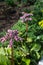 Flowering herbaceous medicinal plants of Badan bergenia