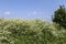 Flowering herbs along the edges of farmers fields