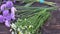 Flowering herbs on old wooden rustic surface