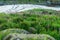 Flowering herbs and stones covered with moss on the sandy beach, Arstein, Lofoten, Norway