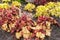 Flowering Heuchera with red brown leaves growing in garden