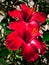 Flowering Hibiscus. Hibiscus flowers. Red Hibiscus