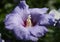 A flowering Hibiscus shrub, Malvaceae, growing in a cottage garden.