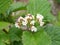 Flowering Highbush Cranberry