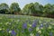 Flowering hillside field before houses at sunny spring noon