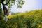 Flowering hillside at sunny summer noon