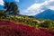 Flowering Hillside & Volcano View