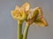 Flowering  hippeastrum amaryllis Princes Claire on grey background