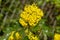 Flowering holly shrub in the garden, beautiful small flowers, close up