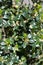 Flowering holly spiky Ilex aquifolium L