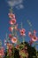 Flowering Hollyhocks against a blue sky
