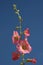 Flowering Hollyhocks against a blue sky