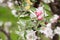 Flowering home apple tree Flippa