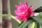 Flowering home decorative cactus plant Epiphyllum or Phyllocactus in the room by the window.