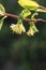 Flowering honeysuckle branch with yellow flowers