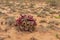 Flowering hoodia cactus in the Namib Naukluft National Park,Namibia