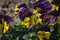 Flowering horned violets (Viola cornuta)