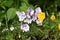 Flowering horned violets (Viola cornuta)