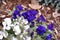 Flowering horned violets (Viola cornuta)