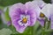 Flowering horned violets (Viola cornuta)