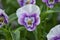 Flowering horned violets (Viola cornuta)