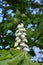 A Flowering Horse Chesnut Tree also Known as a Conker Tree