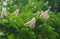 Flowering Horse Chestnut tree close up.