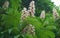 Flowering Horse Chestnut tree close up.