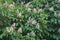 Flowering Horse Chestnut tree close up.