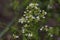 Flowering horseradish plant