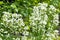 flowering horseradish plant in garden