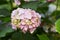 Flowering hortensia plant Hydrangea macrophylla.