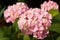 Flowering hortensia plant Hydrangea macrophylla.