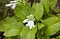 The flowering hosta bushes