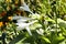 The flowering hosta bushes