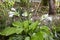 The flowering hosta bushes. Hosta - an ornamental plant for landscaping park and garden design